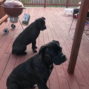 Meet your Posher, Bud